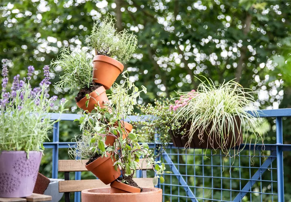 Gartencenter Dobirr Blotz Mellinghofer Straße Oberhausen DIE SCHöNSTEN KüCHENKRäUTER! - Gartencenter Dobirr-Blotz