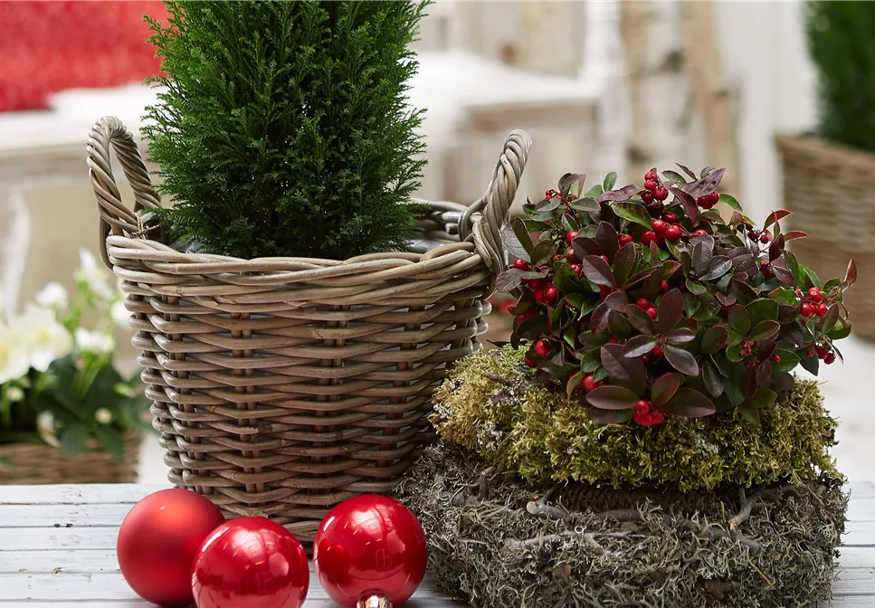 Gartencenter Dobirr Blotz Mellinghofer Straße Oberhausen TROCKENBLUMEN! - Gartencenter Dobirr-Blotz
