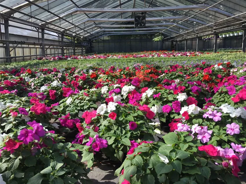 Gartencenter Dobirr Blotz Mellinghofer Straße Oberhausen Beet & Balkon, eigene Anzuchtgärtnerei - Gartencenter Dobirr-Blotz
