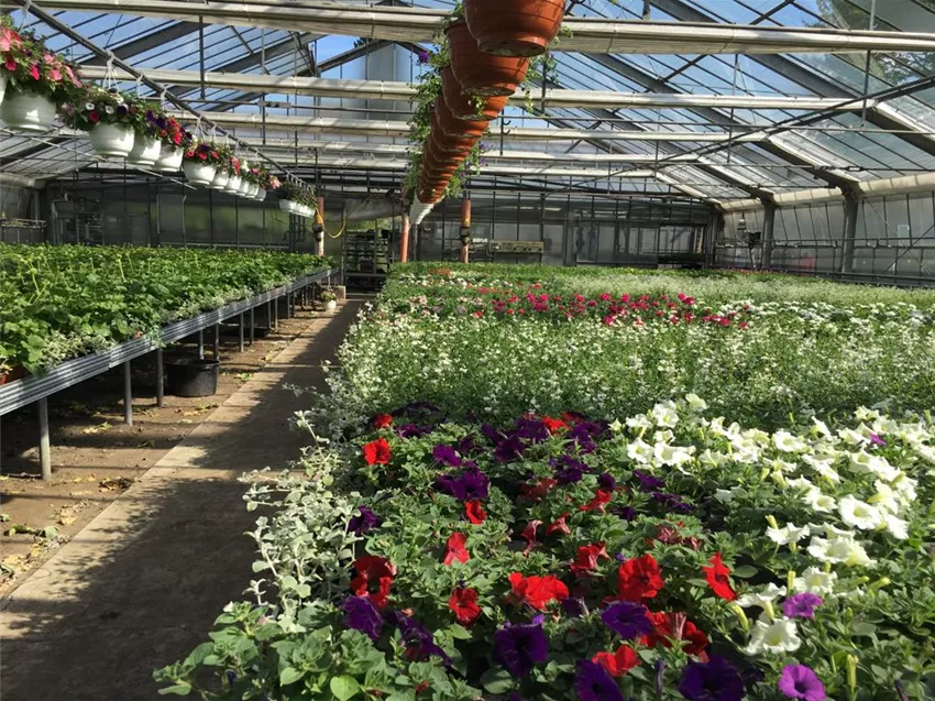 Gartencenter Dobirr Blotz Mellinghofer Straße Oberhausen Beet & Balkon, eigene Anzuchtgärtnerei - Gartencenter Dobirr-Blotz