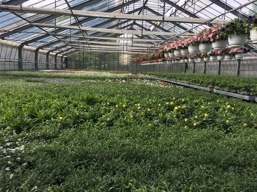 Gartencenter Dobirr Blotz Mellinghofer Straße Oberhausen Beet & Balkon, eigene Anzuchtgärtnerei - Gartencenter Dobirr-Blotz