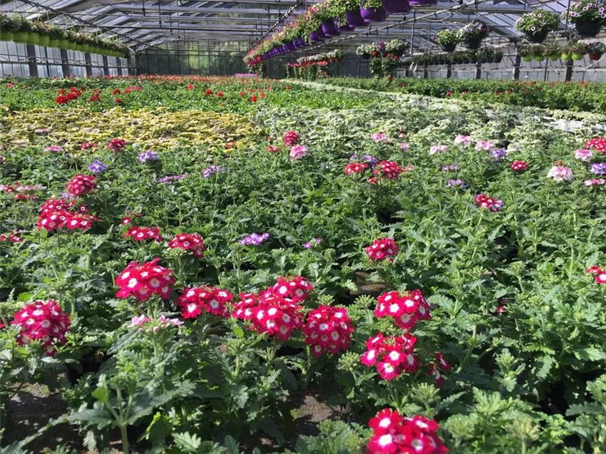 Gartencenter Dobirr Blotz Mellinghofer Straße Oberhausen Beet & Balkon, eigene Anzuchtgärtnerei - Gartencenter Dobirr-Blotz