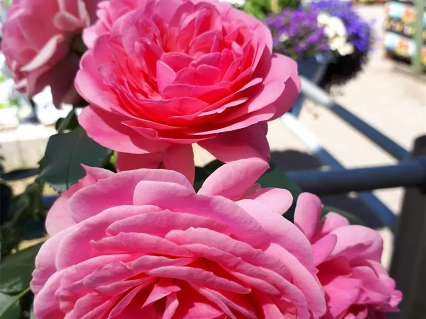 Gartencenter Dobirr Blotz Mellinghofer Straße Oberhausen Gartenpflanzen und Rosen - Gartencenter Dobirr-Blotz
