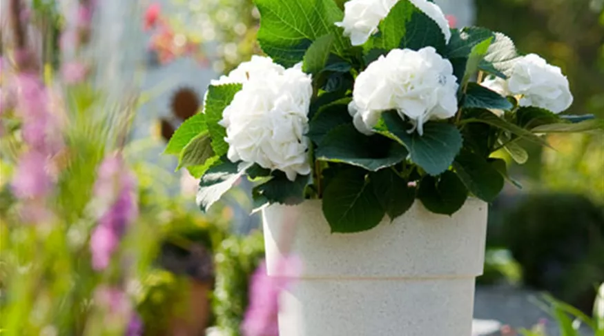 Gartencenter Dobirr Blotz Mellinghofer Straße Oberhausen Gartenpflanzen und Rosen - Gartencenter Dobirr-Blotz