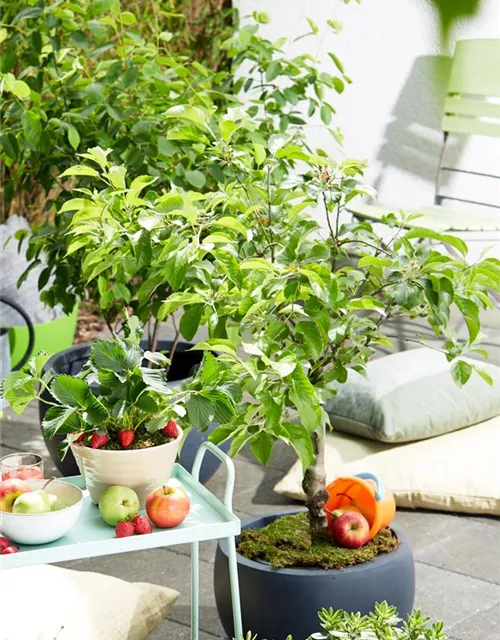 Gartencenter Dobirr Blotz Mellinghofer Straße Oberhausen Terrassenobst, Z. B. Malus | Pyrus | Prunus - Gartencenter Dobirr-Blotz