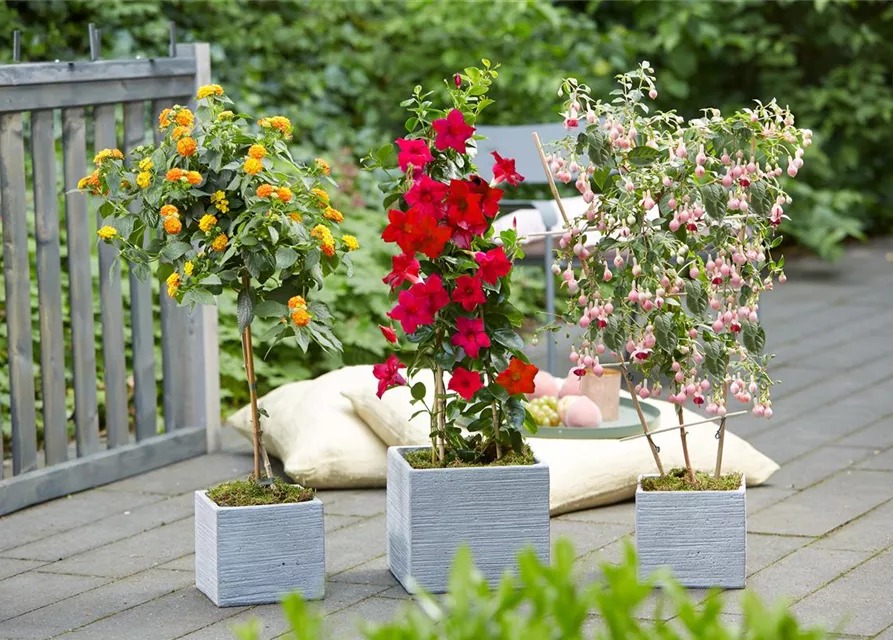 Gartencenter Dobirr Blotz Mellinghofer Straße Oberhausen Wandelröschen-Stämmchen, Lantana camara - Gartencenter Dobirr-Blotz