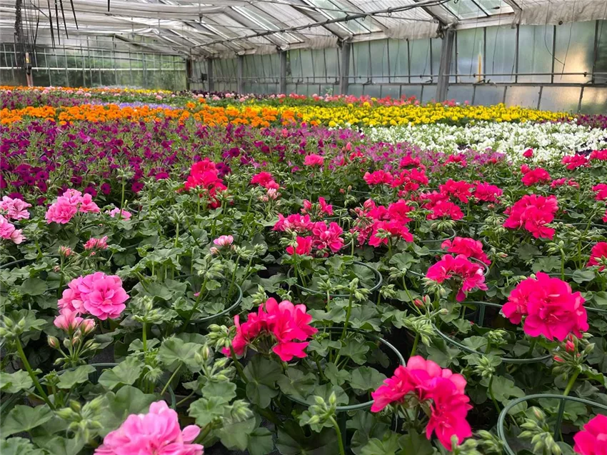 Gartencenter Dobirr Blotz Mellinghofer Straße Oberhausen Beet & Balkon, eigene Anzuchtgärtnerei - Gartencenter Dobirr-Blotz