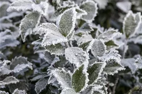 Pflanze des Monats Dezember: Stechpalme
