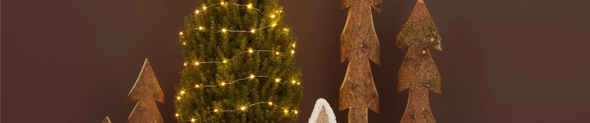 Picea glauca 'Conica'