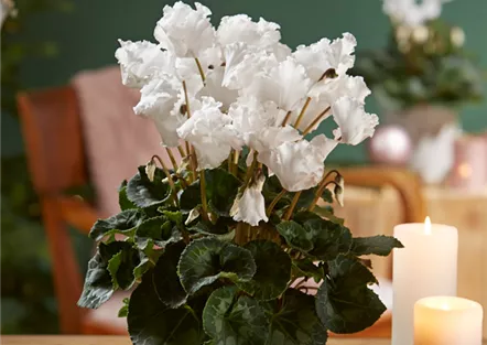 WIR KÖNNEN WEIHNACHTEN! WIR KÖNNEN WEIHNACHTEN!