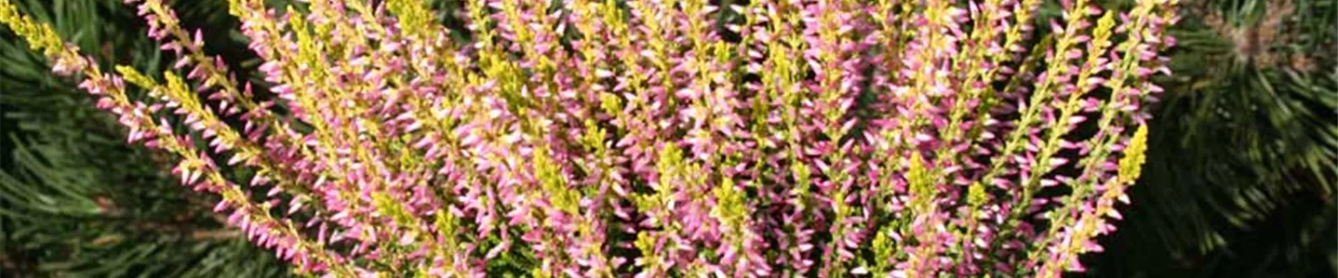 WIE GEHT... HEIDEGARTEN?