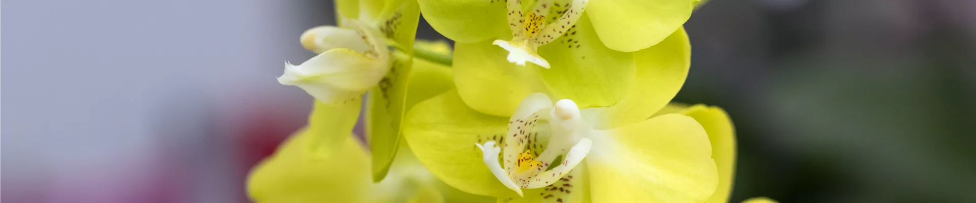 Phalaenopsis 'Sogo Moimi'