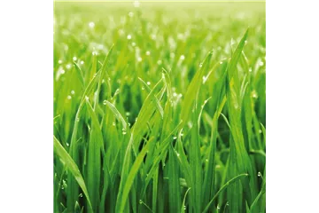 GRüNER TEPPICH! GRüNER TEPPICH!