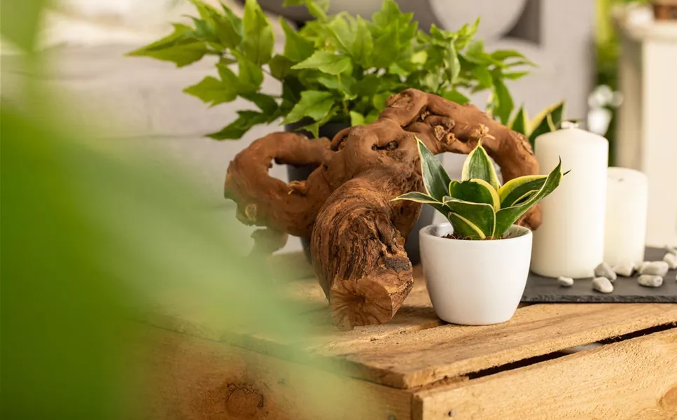 Dekoration - Die richtige Deko macht`s! Dekoration - Die richtige Deko macht`s!