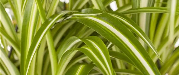 DIE GRüNLILIE - DAS GENIE UNTER DEN ZIMMERPFLANZEN DIE GRüNLILIE - DAS GENIE UNTER DEN ZIMMERPFLANZEN