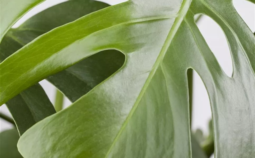 Zimmerpflanzen - Blätter und Blüten Zimmerpflanzen - Blätter und Blüten