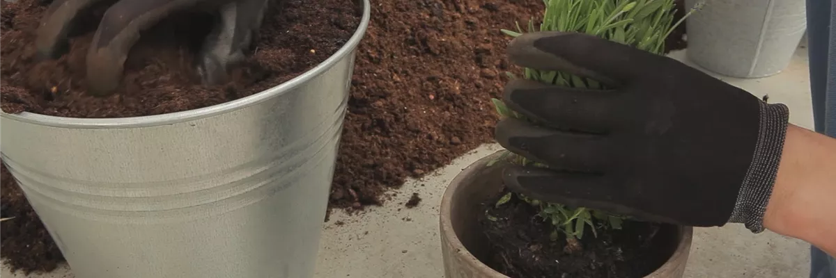 Lavendel - Einpflanzen in ein Gefäß (thumbnail) Lavendel - Einpflanzen in ein Gefäß (thumbnail)