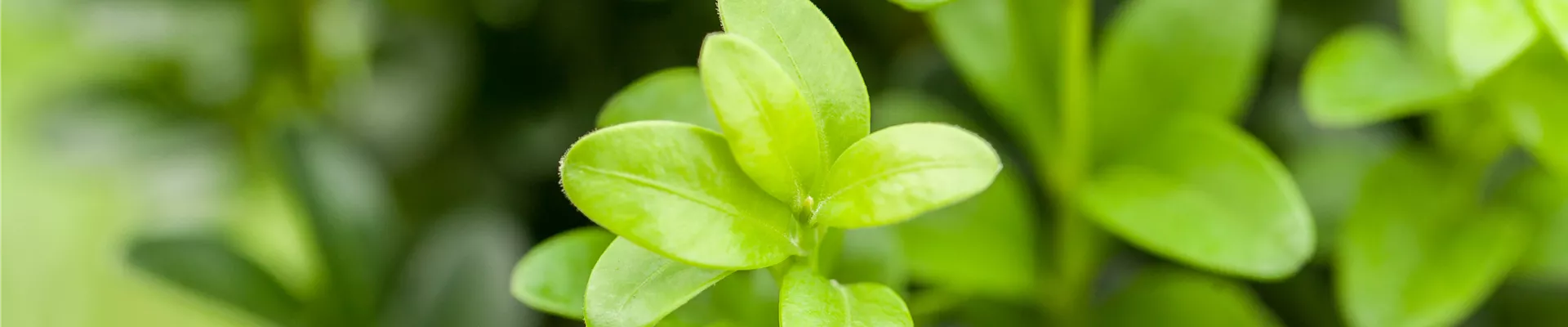 Buxus sempervirens