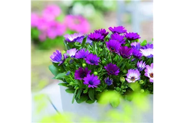 SOMMERLAUNE! SOMMERLAUNE!