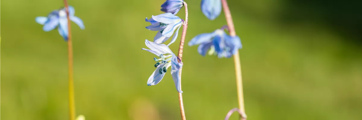 Scilla siberica