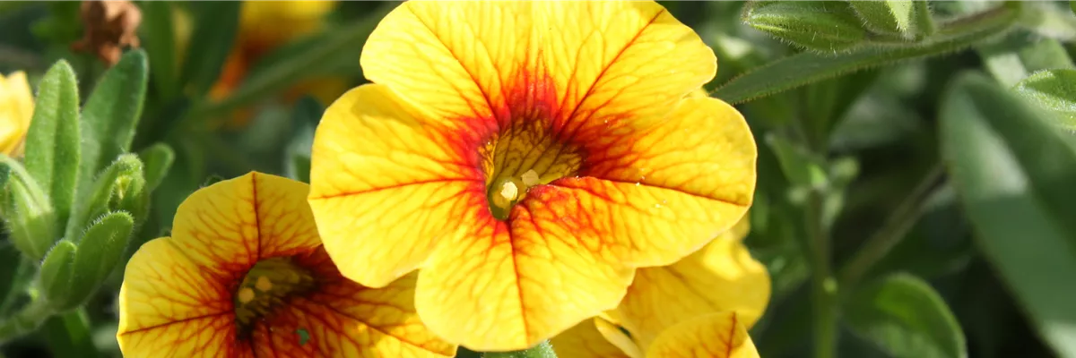 PFLANZE DES MONATS MAI: ZAUBERGLÖCKCHEN