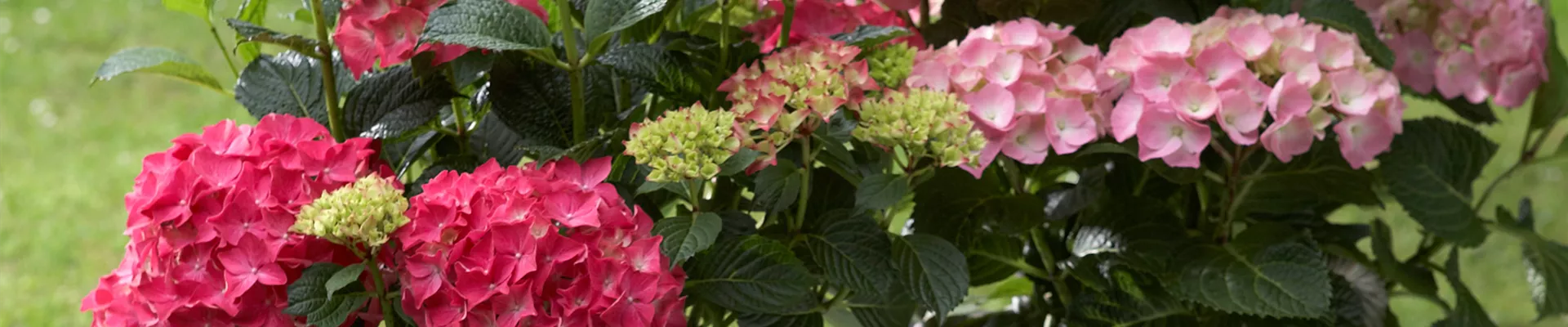 PRACHTVOLLE SCHATTENANBETER.