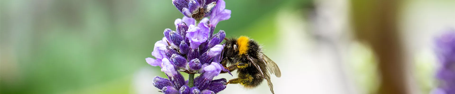 WO SICH HUMMELN TUMMELN