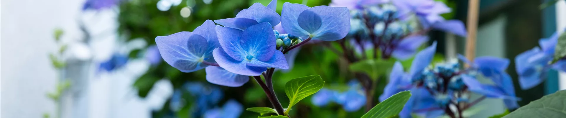 Hortensien an einer Hauswand