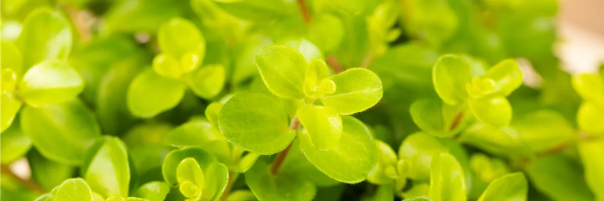 Peperomia rotundifolia