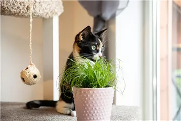 Haustierfreundliche Pflanzen. Haustierfreundliche Pflanzen.