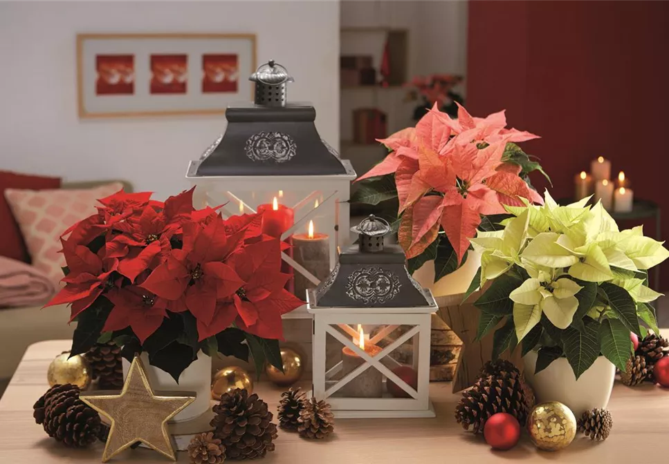 WEIHNACHTSFREUDE üBERALL! WEIHNACHTSFREUDE üBERALL!