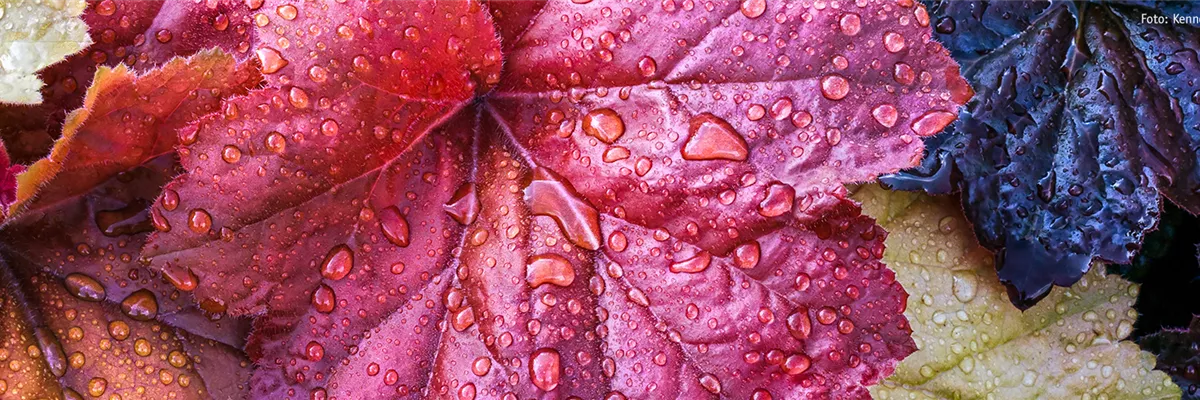 Pflanze des Monats Oktober: Purpurglöckchen