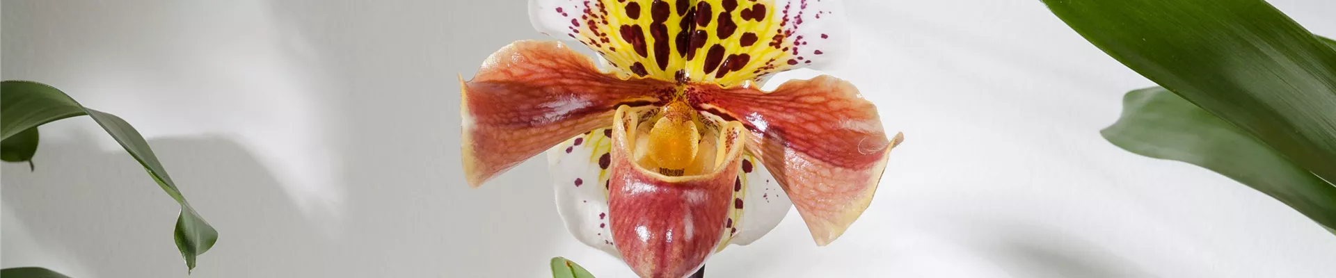 Paphiopedilum