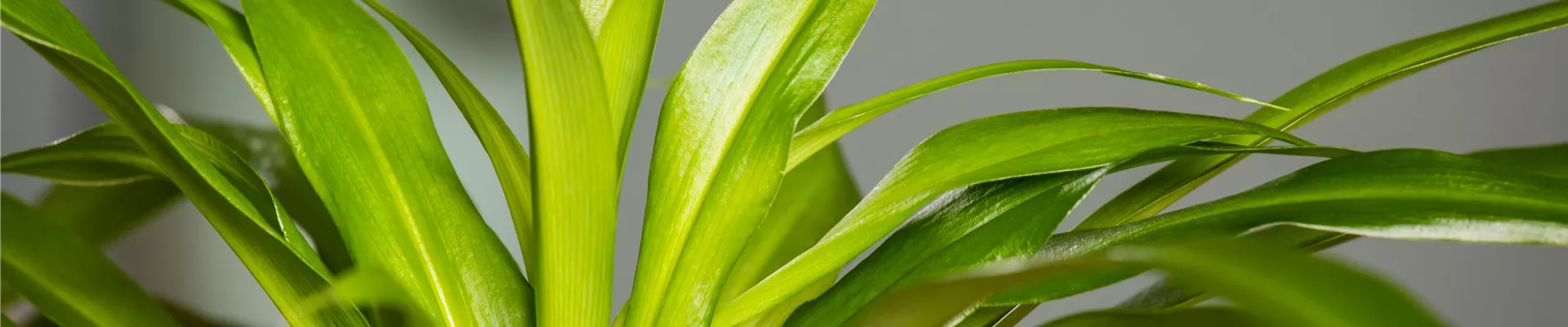 Chlorophytum comosum