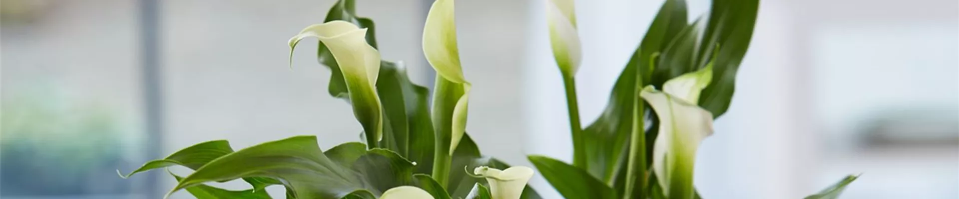 Calla