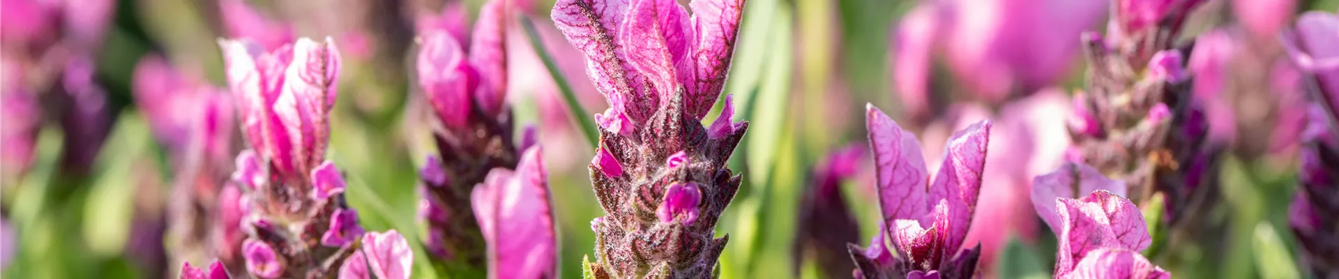 Lavandula stoechas 'Papillon'