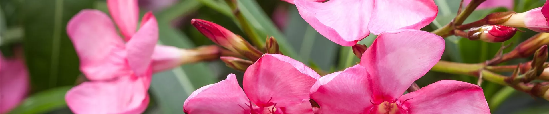 Nerium oleander