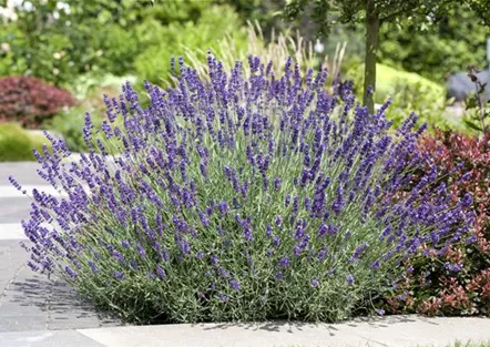 PFLANZE DES MONATS JUNI: LAVENDEL