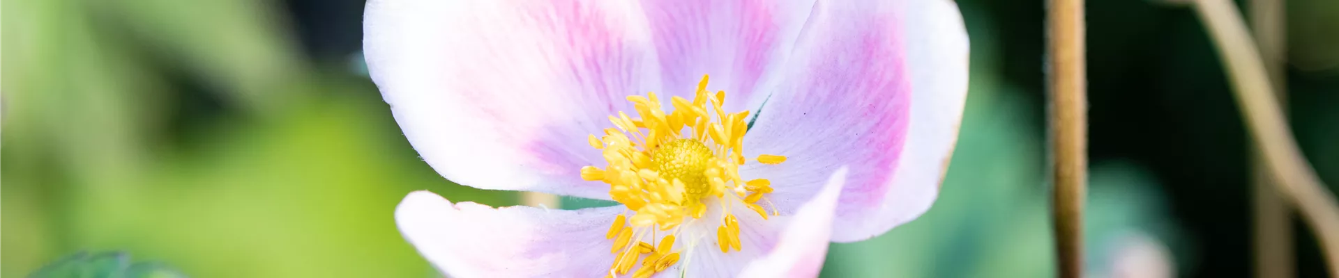 Anemone hupehensis 'September Charm'