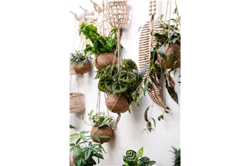 HäNGENDE ZIMMERPFLANZEN! HäNGENDE ZIMMERPFLANZEN!