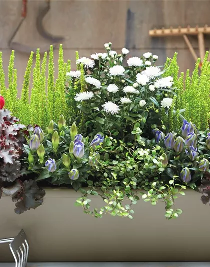 DER HERBST IM KASTEN!