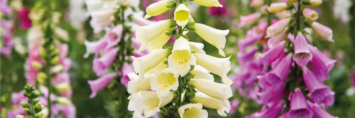 PFLANZE DES MONATS JUNI: FINGERHUT