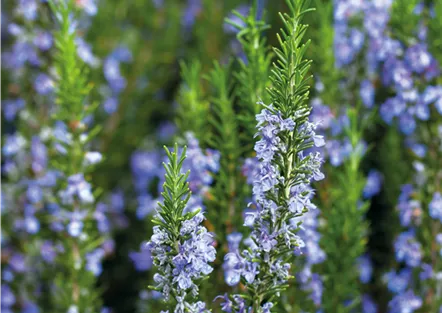 PFLANZE DER WOCHE: ROSMARIN