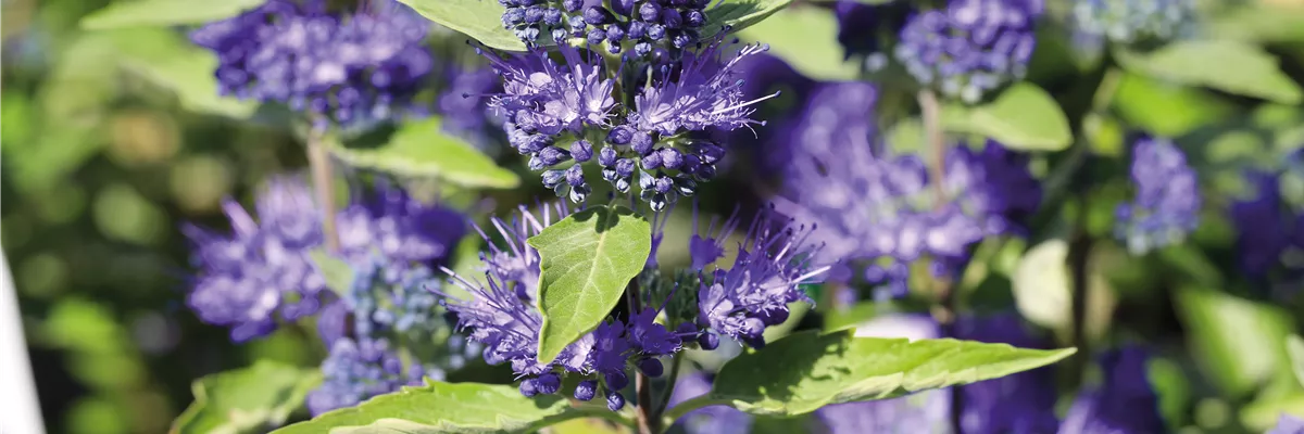 PFLANZE DES MONATS AUGUST: BARTBLUME