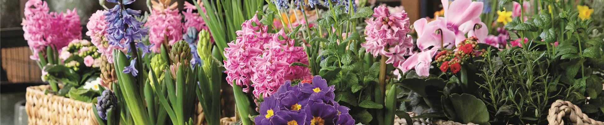 HALLO, DU BUNTER FRüHLING! 