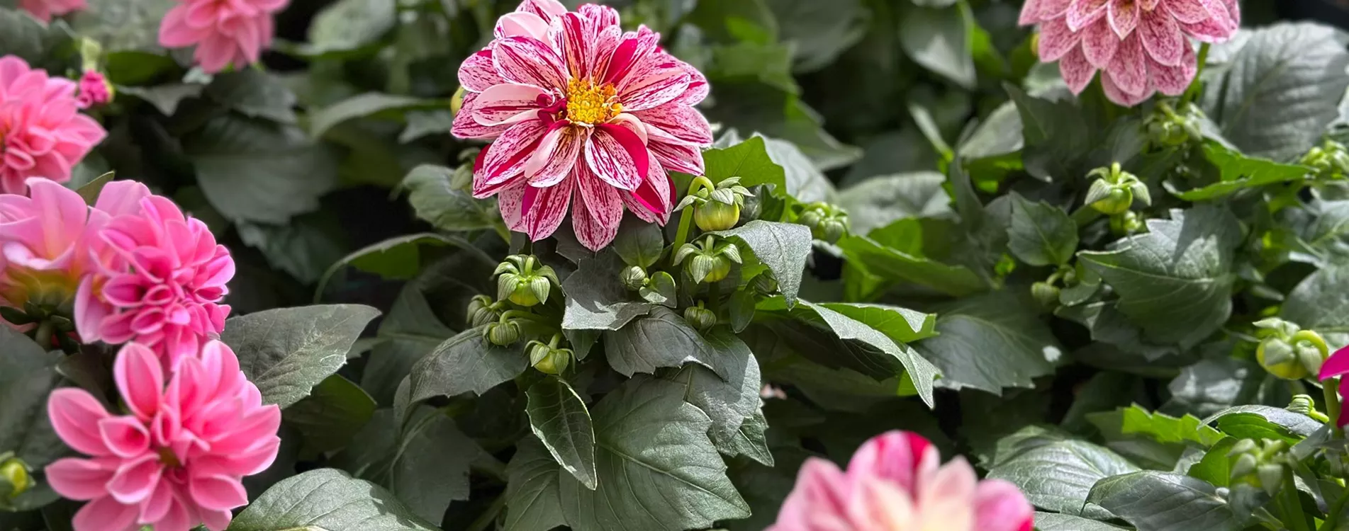 FüR BALKON UND GARTEN