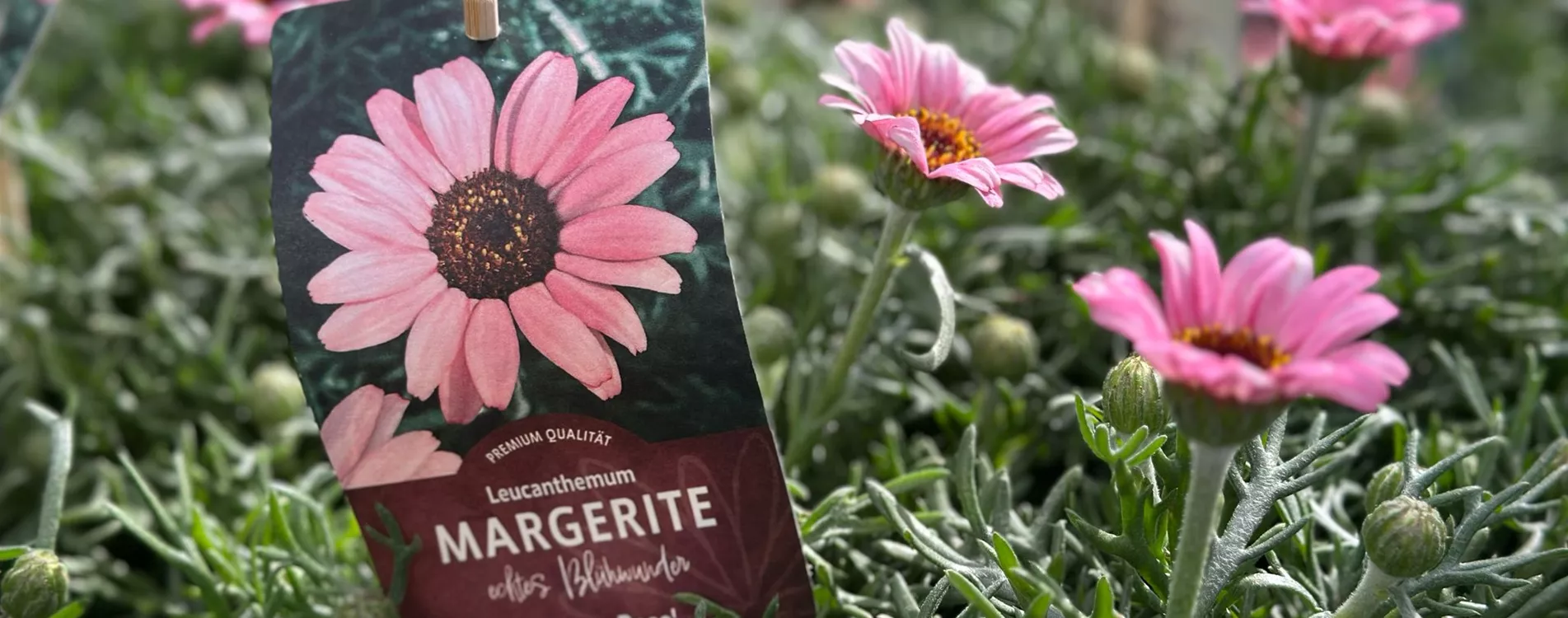 GARTENFREUDE
