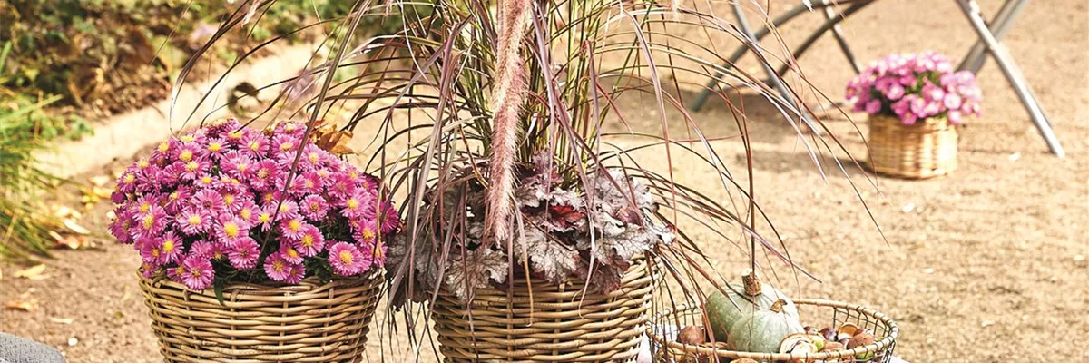 PFLANZ DIR GUTE HERBSTLAUNE!