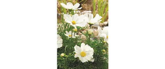 SO SCHöN BLüHT ES IM BEET! 