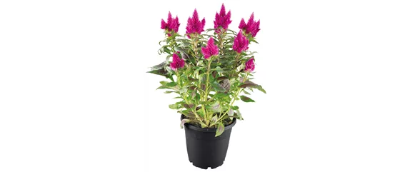 SO SCHöN BLüHT ES IM BEET! 